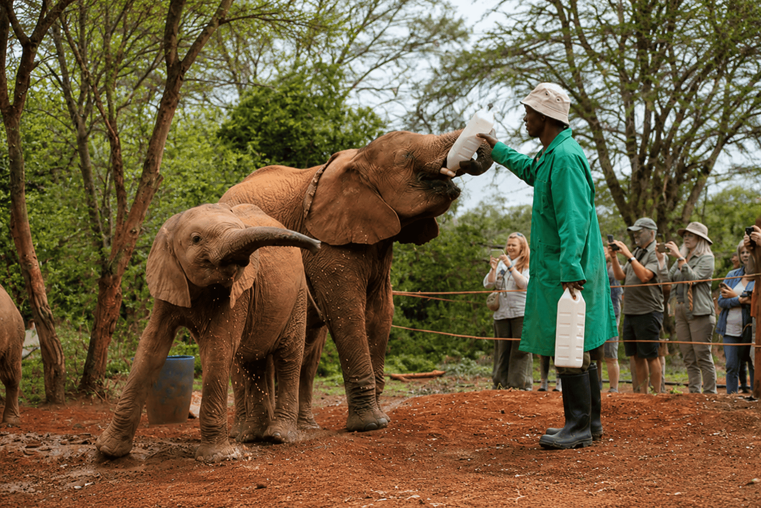 david sheldrick safari lewkaexperience.com