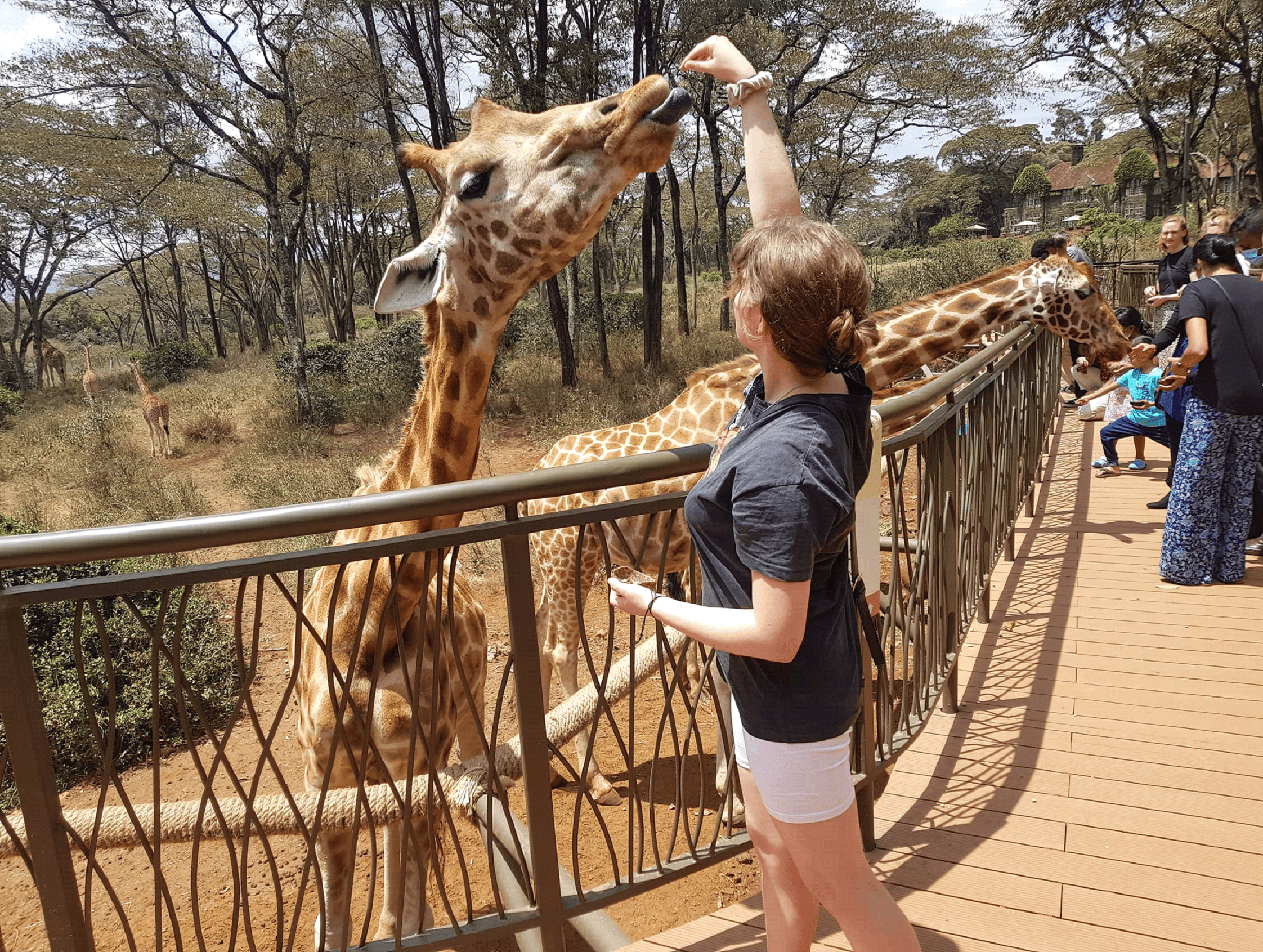 giraffee centre experience kenya lewkaexperience (1)