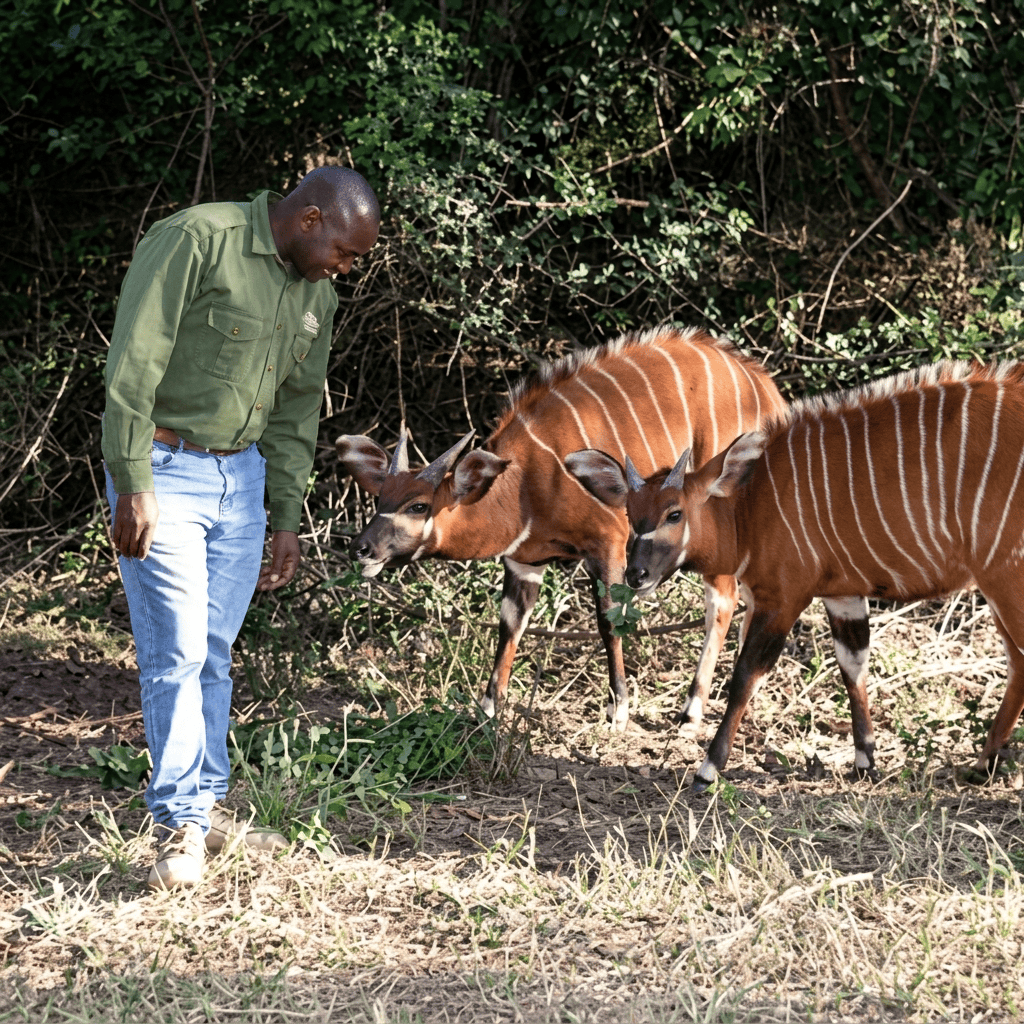 mt kenya wildlife conservancy