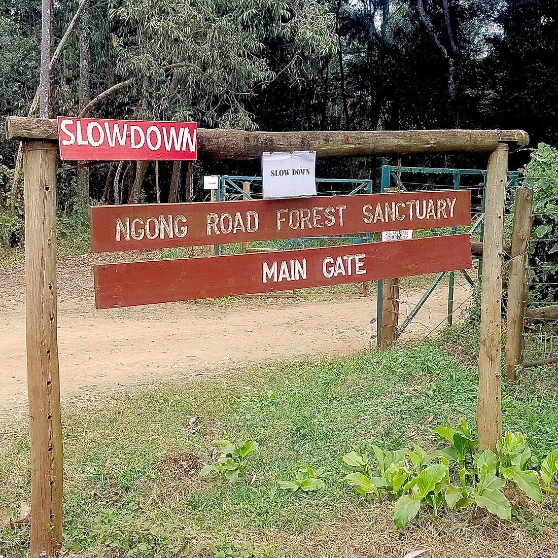 ngong forest